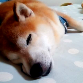 あしたの土曜日はオープン！あたちはいつもと同じ…Zzzの画像