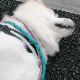 時々少雨の朝。カッパ無しでスタートした朝散歩、途中から着こみました。カッパを着るまでは、まったくの画像