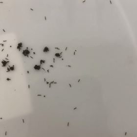 そして今日もカチカチカチッの画像