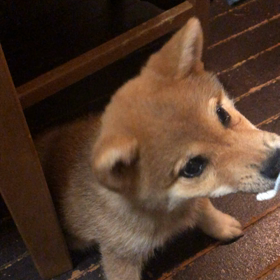 ヘッドバンギング柴犬！の画像