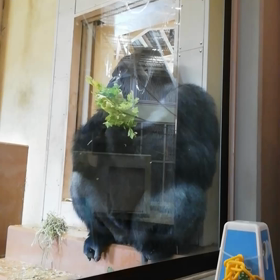 東山動物園✨の画像