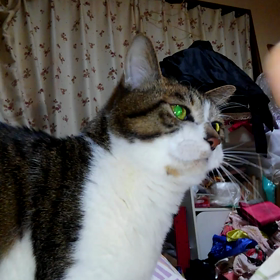 捨て猫のトラウマの画像