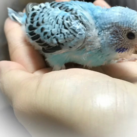 ヒナちゃんの成長の画像