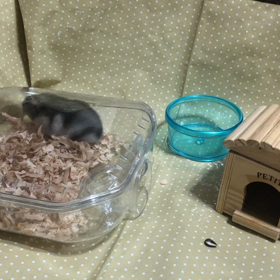 お家お掃除してるから待っててねー(^^)の画像