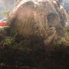 ジュエルの画像