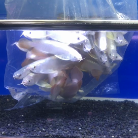 フォーエバーアロワナ2019年第2便の画像