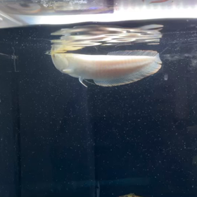 本日はアロワナ売約！！の画像