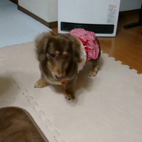 オモチャひつじVSれもんの画像