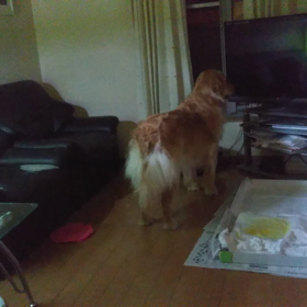 ワオ～(≧口≦)ノの画像