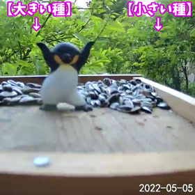 すぎぴたんの事件簿　シーズン２　２５７話（種選挙！ヤマガラはどちらを選ぶ？）の画像