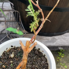 介護記録１６４（通じ合えた）の画像