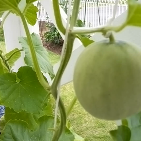 今日のメロンの画像