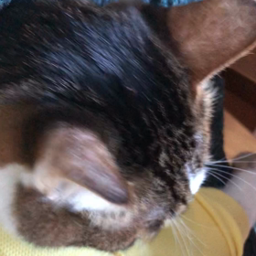 写真送って〜〜！今朝のデールちゃんの画像