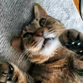 カル～昼のツブヤキの画像