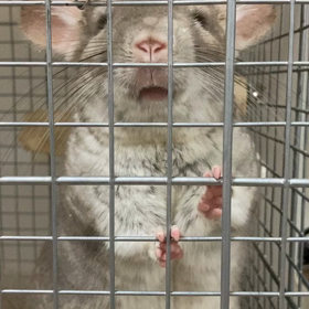 おやつ・・・欲しい・・・の画像