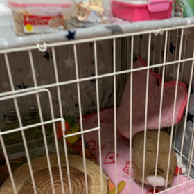 うさぎがうさぎに！？の画像