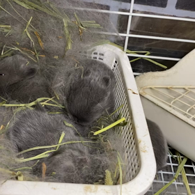 つよちゃんベビーおめめが開きましたの画像