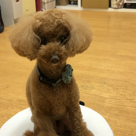 オヤツの手。の画像