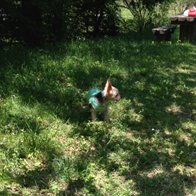 お山へ散歩の画像