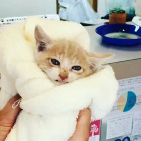 おしゃべりねこの画像