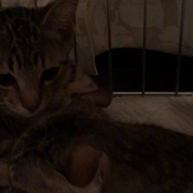 お母さんが恋しいね。の画像