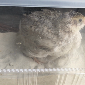 ピイちゃん、初の砂浴び！の画像