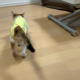 おかか　の避妊手術①の画像