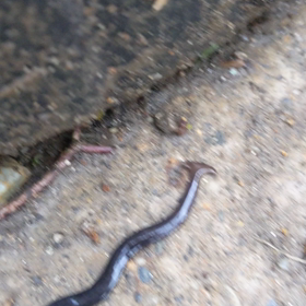 夜のメダ活の画像