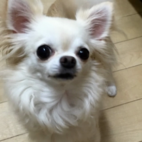 いい子は、いたずらをしてはいけません❗️の画像