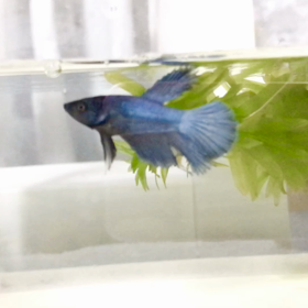 ベタ稚魚のヒレ伸びてきた〜の画像