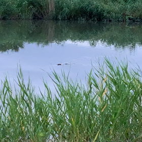 今日のヌートリアの画像