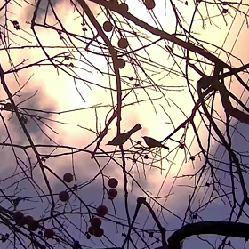 すぎぴたんの事件簿シーズン3　123話（ヒヨドリ・ペア！）の画像