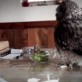 盗み食い(笑)　動画の画像