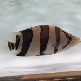 激レアな珍しいリアル！の画像