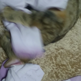 るーちゃんの戦い(笑)の画像