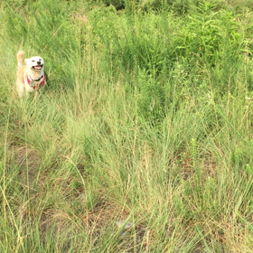 ミニハスキーの画像