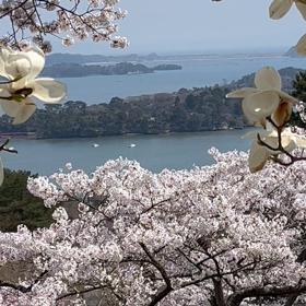 日本三景❗️松島で大パノラマの花見❗️の画像