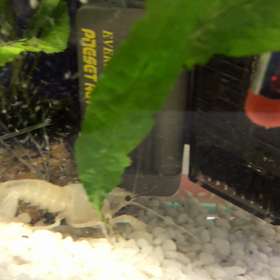 ごはんだご飯だの画像