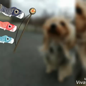 トップノットのラッピング〜ちょこっと動画〜の画像