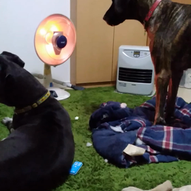 本日の取り合いの画像