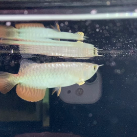 ★マレーシアゴールデンアロワナ！★の画像