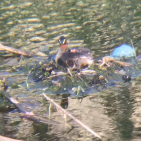 カイツブリ観察記録1の画像