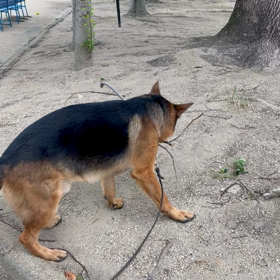 凄かったの画像