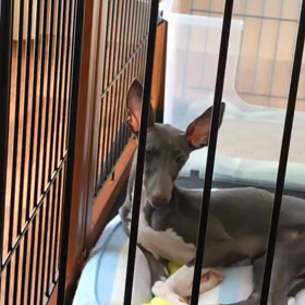 今日のハウル  ねむねむなのですの画像