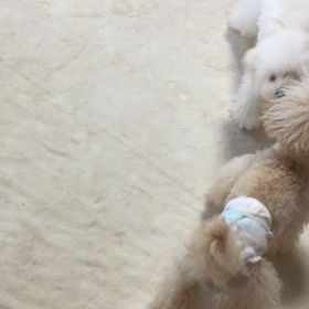 楽しく遊ぶ  イヴとアリス そしてなぜか あゆちんもの画像