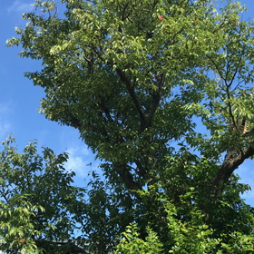 おはようございますの画像