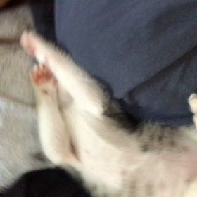 しらすちゃんの画像