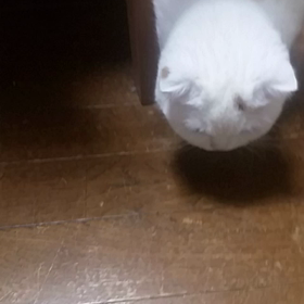 ゴキちゃん発見の画像