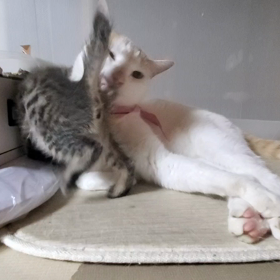 みさきちゃん、検疫期間終了〜！の画像