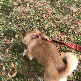 ♪お散歩動画♪代々木公園♪の画像